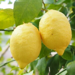Lemons