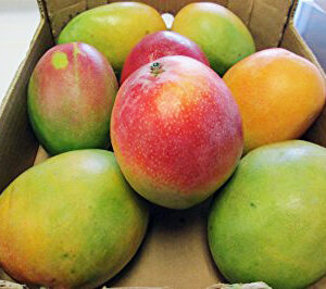 Large Mangoes